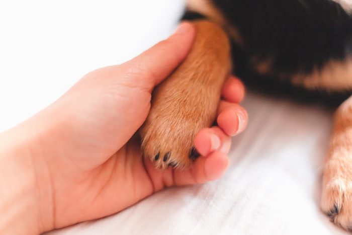 How to teach a dog to give paw