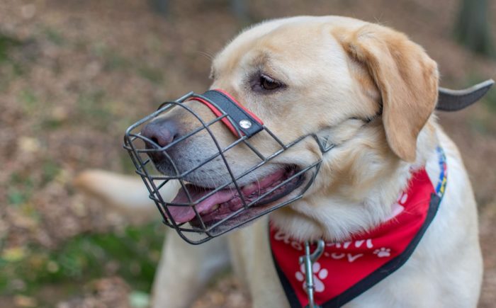 Tromplo 2 Zdj. How To Train Your Dog To Wear A Muzzle