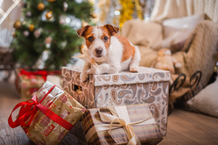 Dog Christmas presents: A list of 12 gift ideas for your dog!