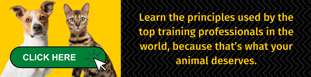 Fila Brasileiro Training, Think Like a Dog, But Don't Eat Your Poop!