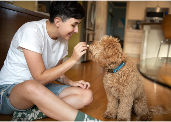 online puppy training is better