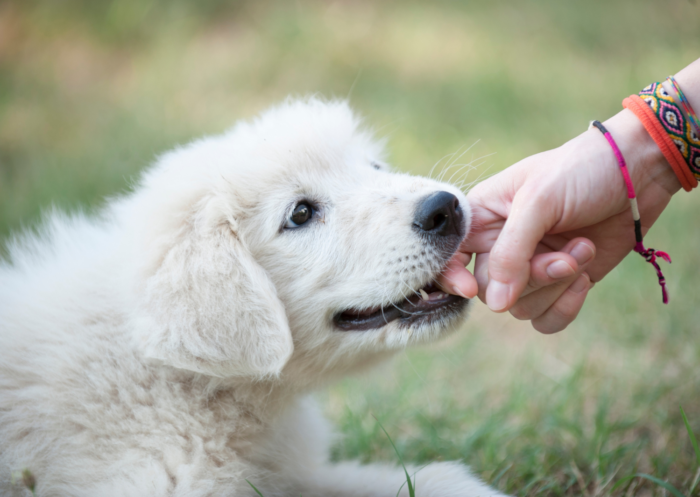 online puppy training is better