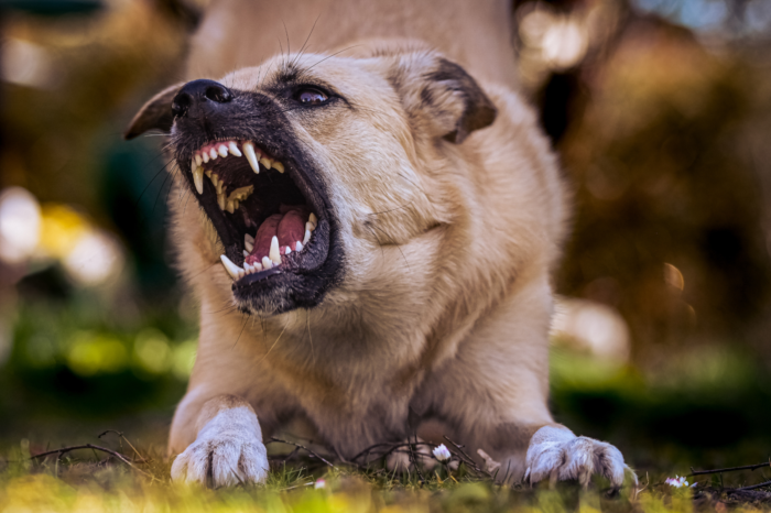 Managing Aggressive Dog Behavior: Tips for Peaceful Living
