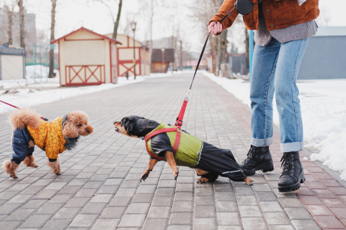 Managing Aggressive Dog Behavior: Tips for Peaceful Living
