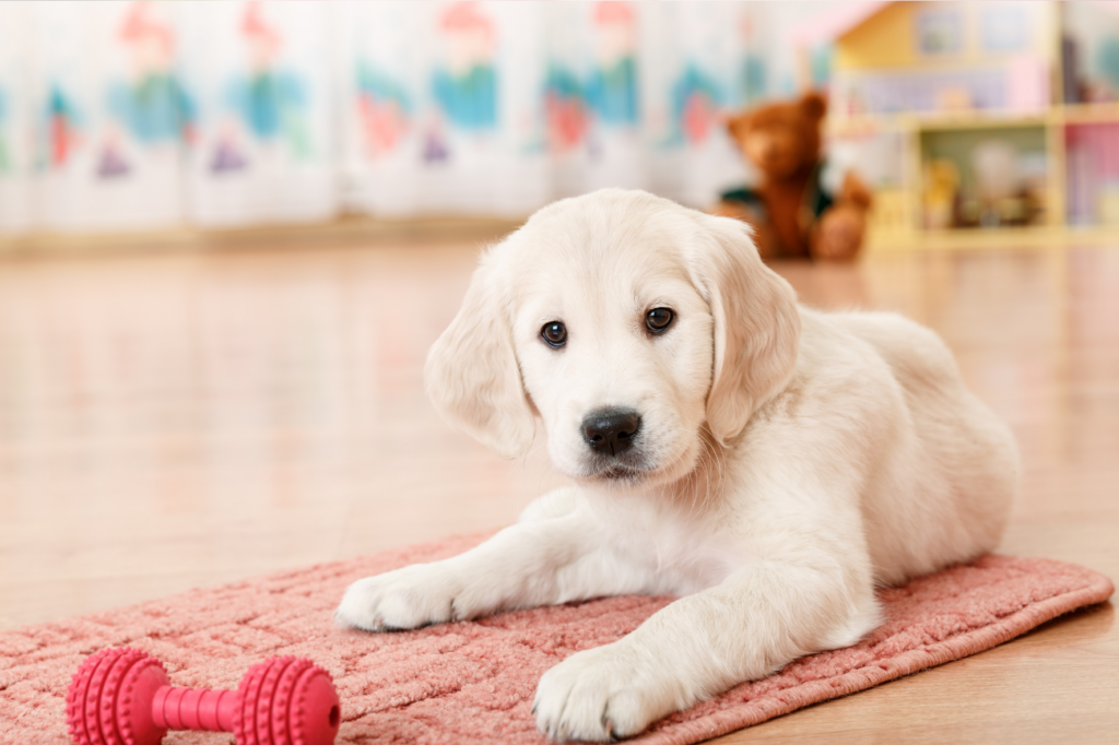 Puppy problems! Raising a puppy what can you expect? Tromplo
