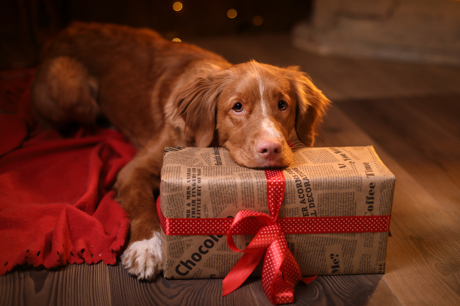 Dog Christmas Presents, Christmas Gifts for Dogs