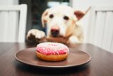 Leave it! No! Off! Reframing Impulse Control for Pet Owners [Webinar] 2020-10-10 14:34:00