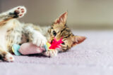 Kitty Kindergarten: Help your kitten meet the world [Premium] 01-06-2024