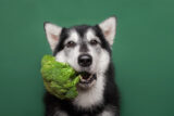 Dog Training Dark Side – When Food Becomes the Enemy [Webinar] 2021-08-08 14:34:00