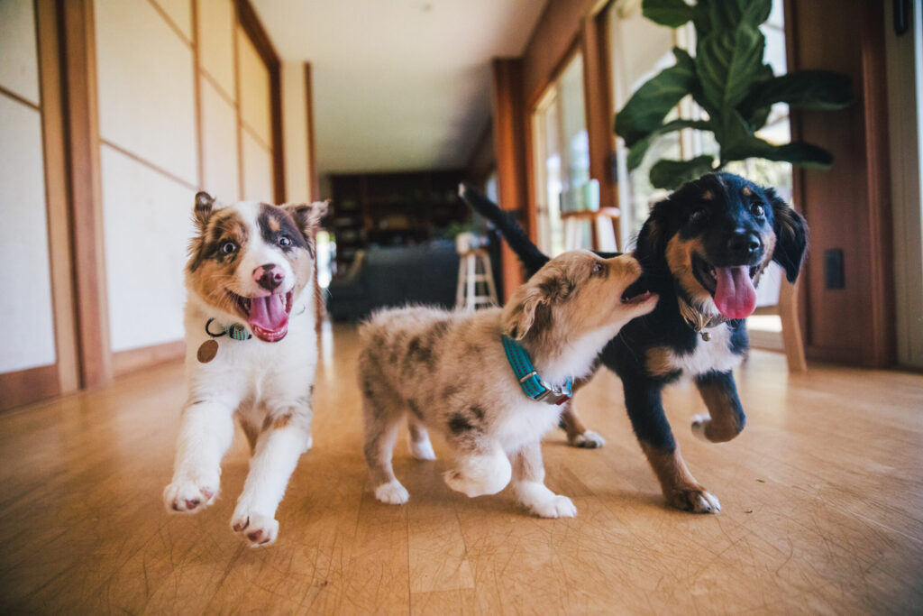 Puppy kindergarten – From puppy to best friend