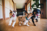 Puppy kindergarten – From puppy to best friend [Auditor] 01-05-2024