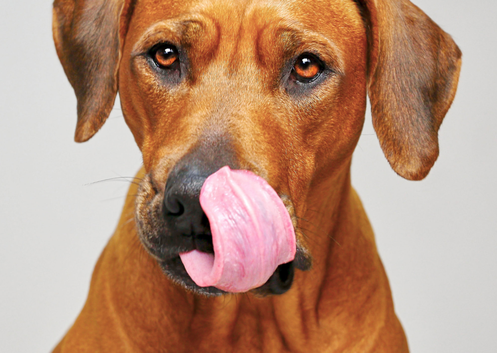 Coprophagia in dogs - Does your dog eat Poop?