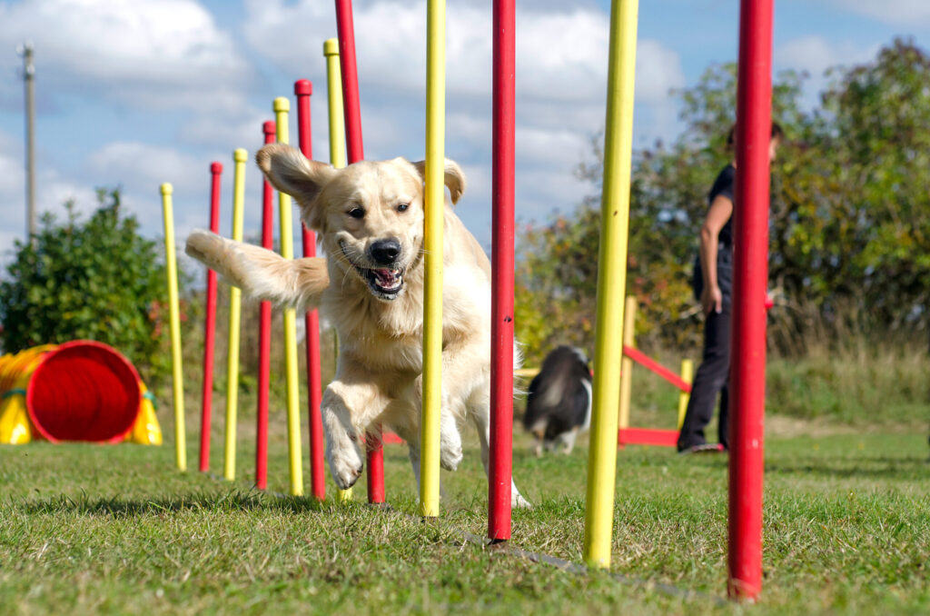 Canine sports foundations