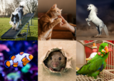 ‘How to Train Any Animal, Anything!’ Part 2/3: Pro Behavior Production [Auditor] 01-11-2023