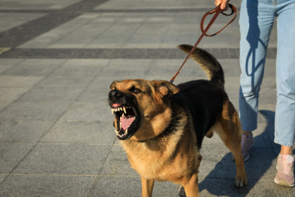 Dealing with On-Leash Reactive Behaviors