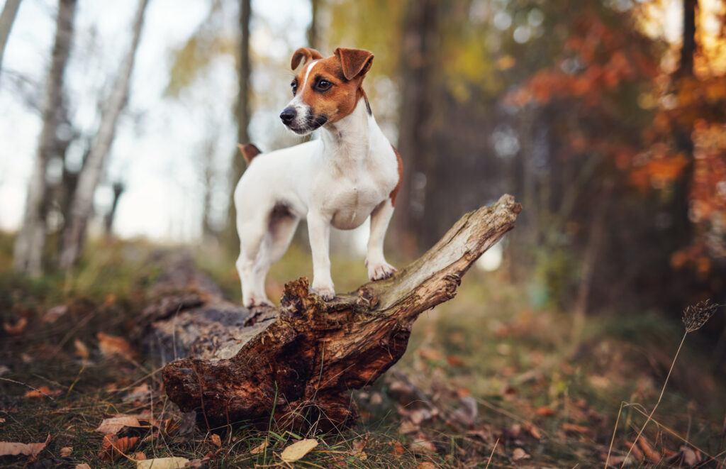 Confidence building games for your shy or reactive dog