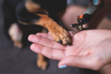 Empowered dogs: Cooperative husbandry training *PART 1* [Premium] 01-06-2024