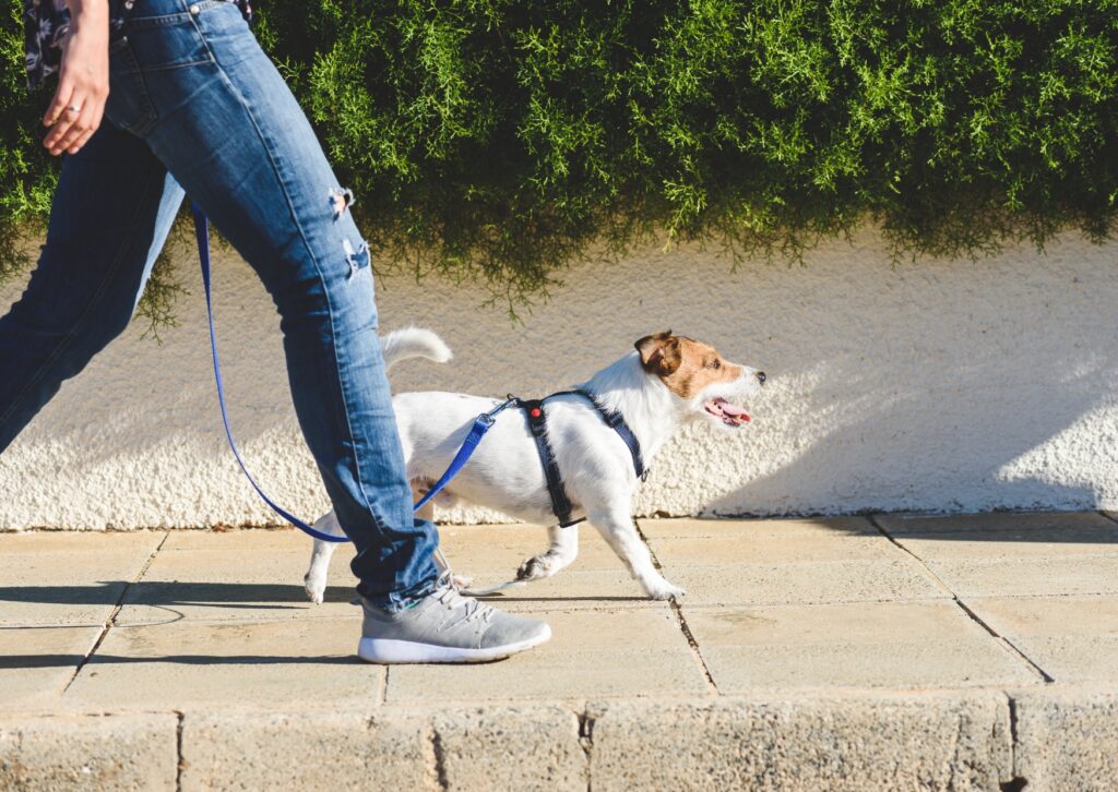 From Pulling to Peace: Loose Leash Walking Course