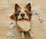 Understanding Canine Behavior Part 1 [Auditor] 01-08-2024