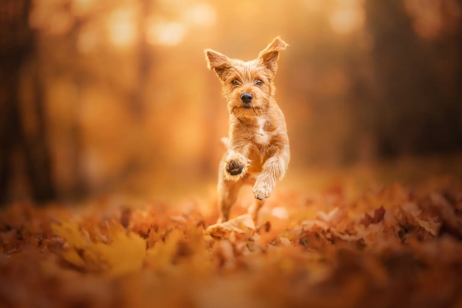 A dog running outdoors during a real-life training session
